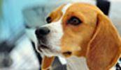 All about dogs